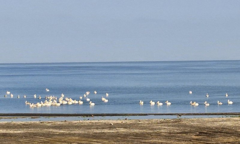 סימנים של אביב: להקת שקנאים נחתה למנוחה בכינרת &ndash; על כמה עומד המפלס?