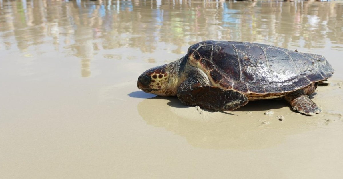  רויטל מזרחי מתנדבת רשות הטבע והגנים