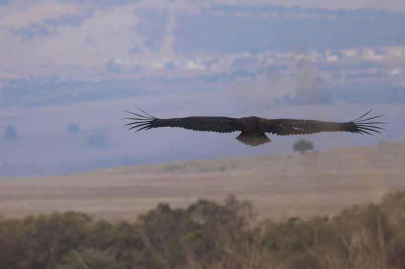 נועם נוסבוים