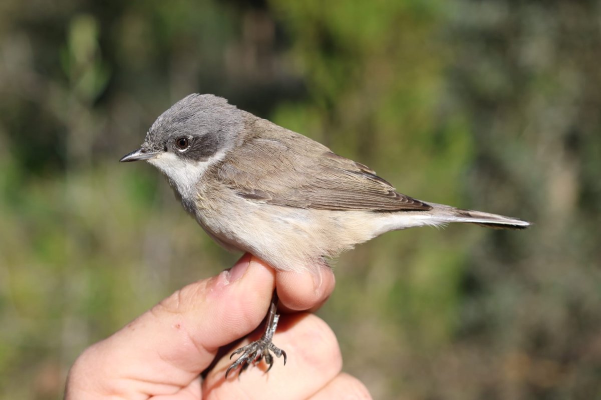יותם בשן, החברה להגנת הטבע.