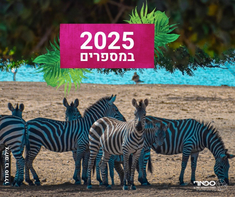 דוברות הספארי