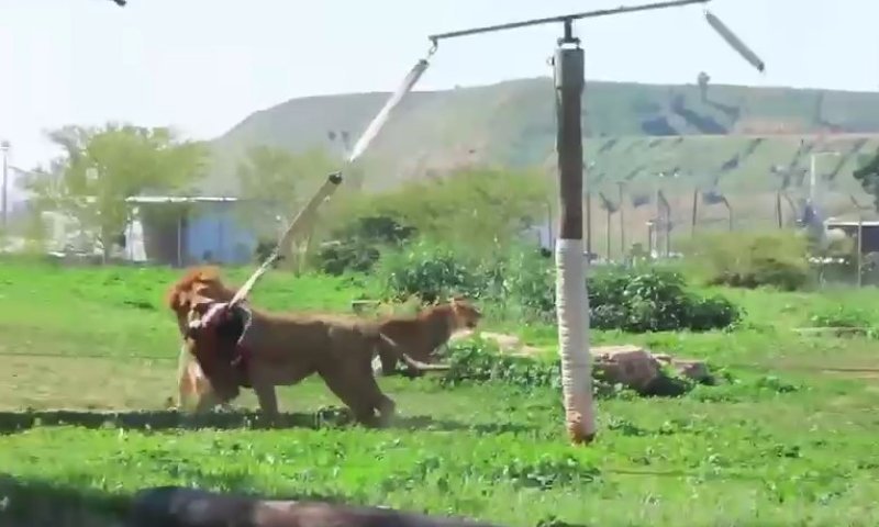 תיעודים מקסימים מהספארי: מתחם האריות בזמן טיפוח ופעילות העשרה 