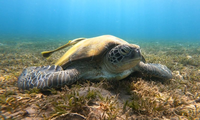 רגע לפני החג: צב ים ירוק תועד במפרץ אילת לצד "טרמפיסטים" מהים