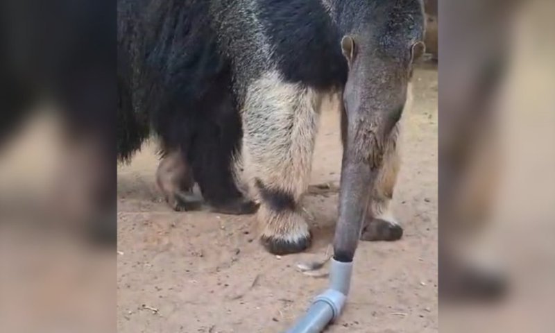 שייק מיוחד לדוב הנמלים: כך מעודדים בגן החיות התנהגות טבעית