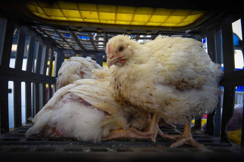 ארי קופרשטוק