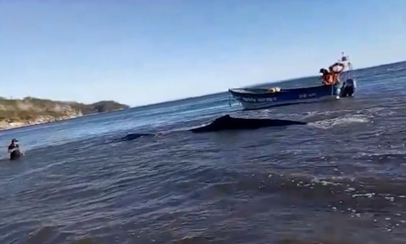 נלכד ביבשה: לוויתן בגובה 9 מטרים חזר לים בשלום