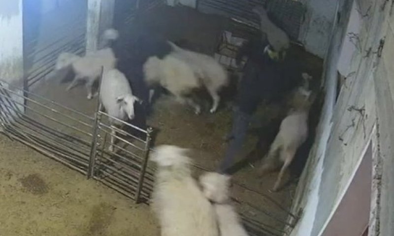 בדרום הר חברון: חמישה ישראלים נעצרו בחשד לאלימות נגד פלסטינים