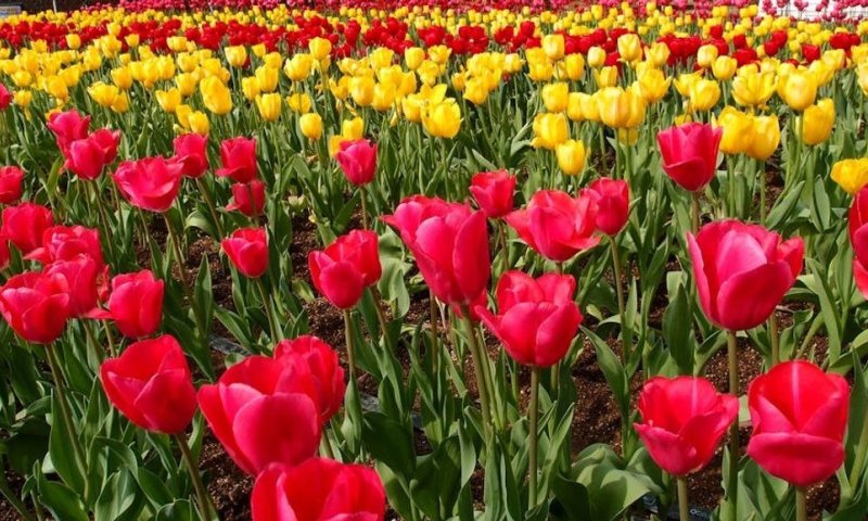 החשיבות בבחירת גנן מומלץ בחברת דפים ירוקים