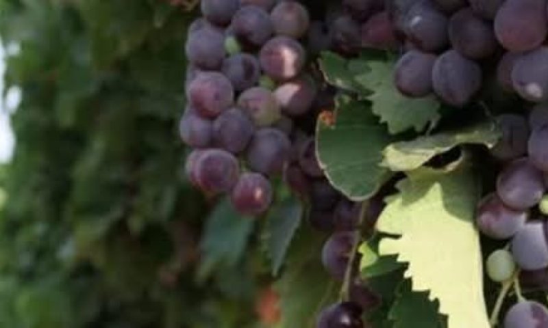 פרשת ויחי תשפ"ו, טמפריניו קברנה/סירה, יקב בודגה לה לונה